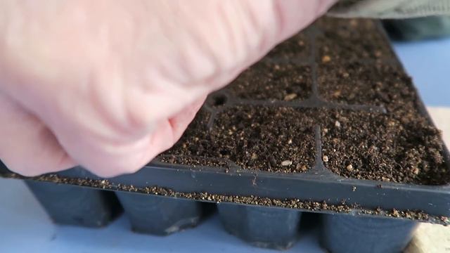 Propagated Fuchsia And New Guinea Inpatiens Onion Resetting. смотреть онлайн