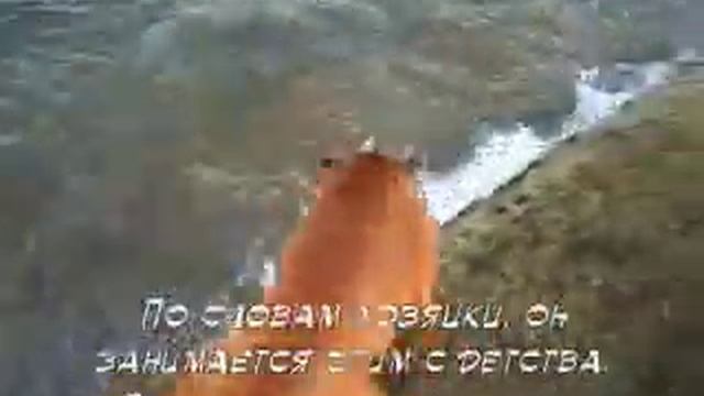 Морской пес с головой под водой. Sea dog dives смотреть онлайн