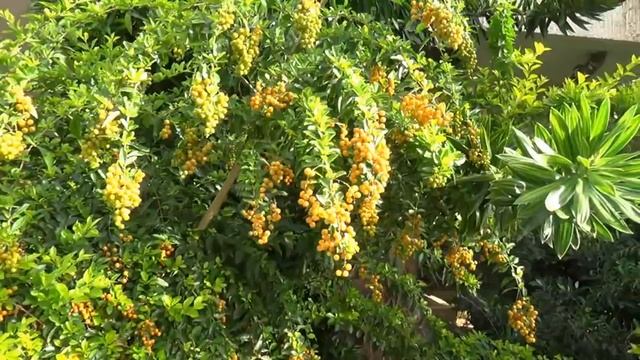 Мишель и огород в дет.саду.Поделки. Свободное время. Израиль смотреть онлайн