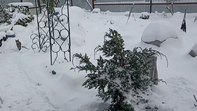 547.#В Подмосковье пришла настоящая зима. ❄Розы под белыми пушистыми одеялами❄❄❄ смотреть онлайн