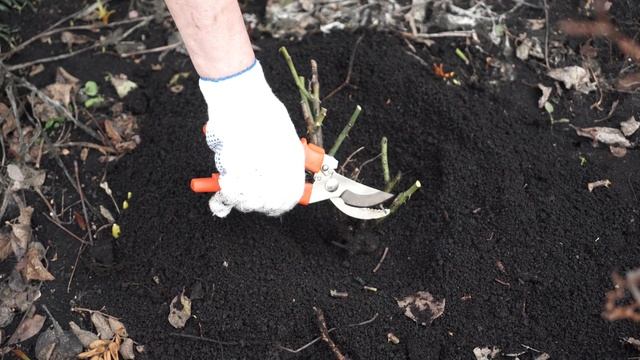 Уход за Розой Весной ? Когда Снимать укрытие с Роз ? Cоветы от Garden zoo смотреть онлайн