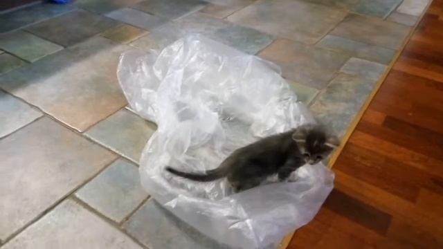 Кошачьи дочки матери... смотреть онлайн