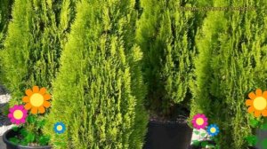 Туя восточная Пирамидалис Ауреа. Краткий обзор, описание thuja orientalis Pyramidalis Aurea