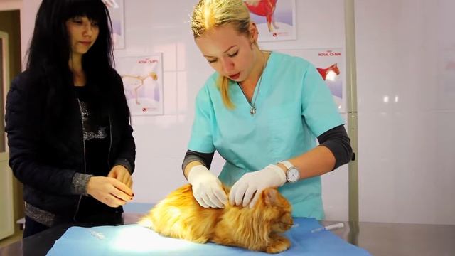 Ветеринарная клиника в Запорожье