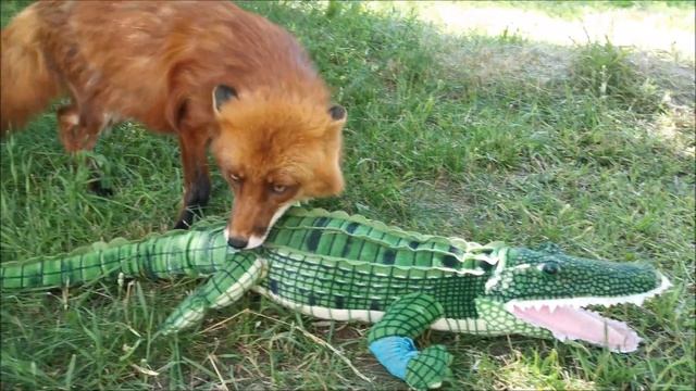 Как разговаривают лисы - Василиса, Альф и Фокси смотреть онлайн