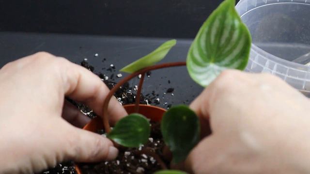 PRESADJIVANJE MLADE PEPEROMIJE Watermelon смотреть онлайн