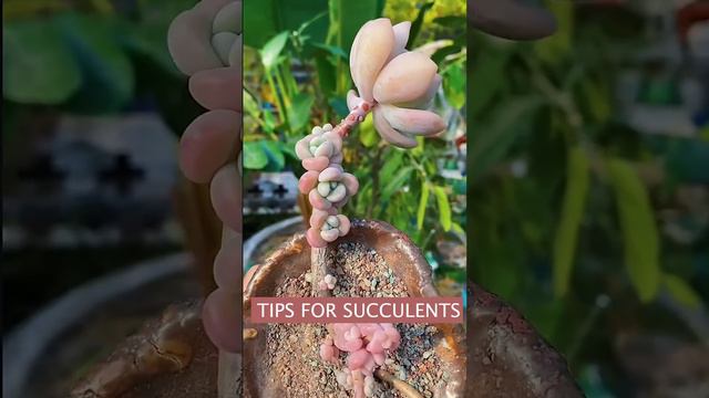 Useful tips for succulents | 多肉植物| 다육이들 | Suculentas смотреть онлайн