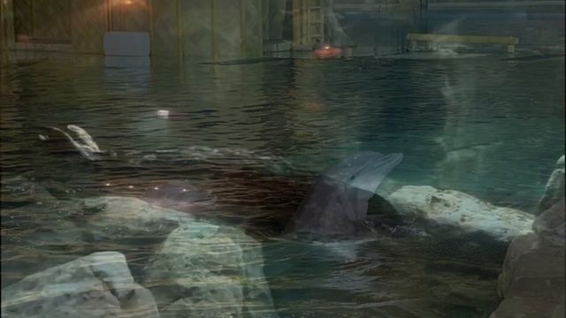 Первый парк морских животных за пределами США. SeaWorld Abu Dhabi. смотреть онлайн