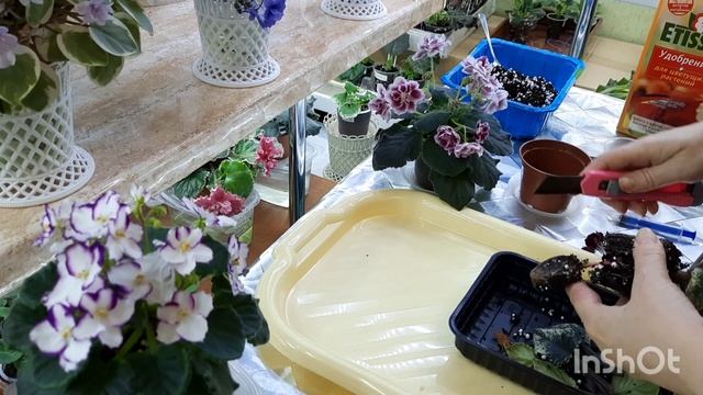 Почему фиалка не хочет цвести, а растит только пасынки? Как помочь фиалке зацвести? смотреть онлайн