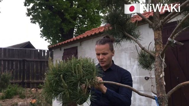 НИВАКИ из обычной СОСНЫ смотреть онлайн