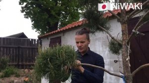 НИВАКИ из обычной СОСНЫ