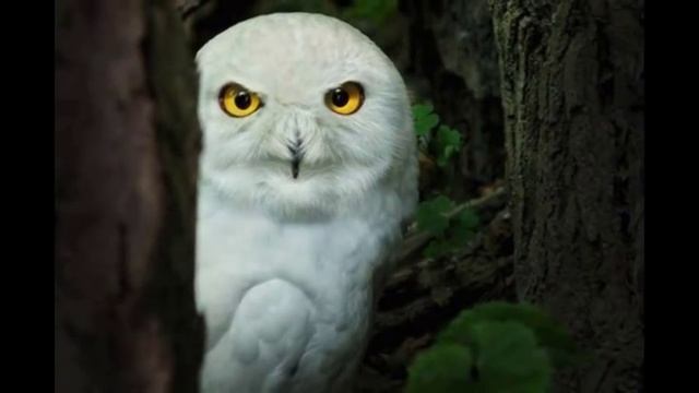 Большой Арктический заповедник смотреть онлайн