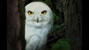 Большой Арктический заповедник