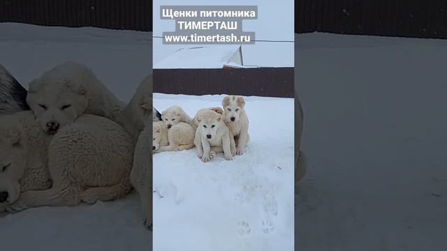Щенки питомника ТИМЕРТАШ 3 месяца, полностью привиты, доставка по миру +79048881825 viber whatsapp смотреть онлайн