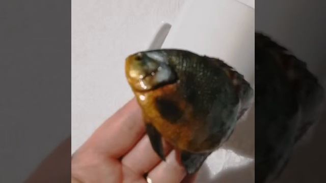 Астронотус глазчатый из полимерной глины смотреть онлайн