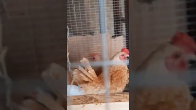 Sebright Shamua chickens Сибрайт #куры #товук #chicken #tovuqlar #sebright #сибрайт смотреть онлайн