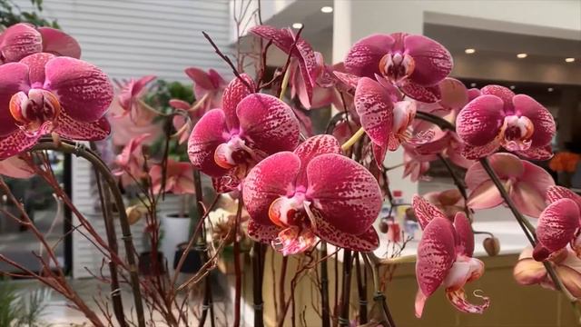 All you need to know for the care of your Phalaenopsis Orchid. смотреть онлайн