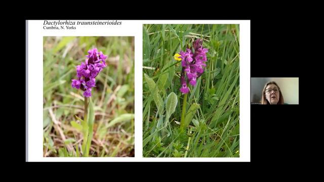 Native Orchids of the UK Mainland смотреть онлайн