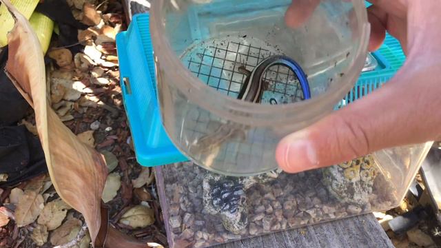 Catching a western skink! Hard to find смотреть онлайн