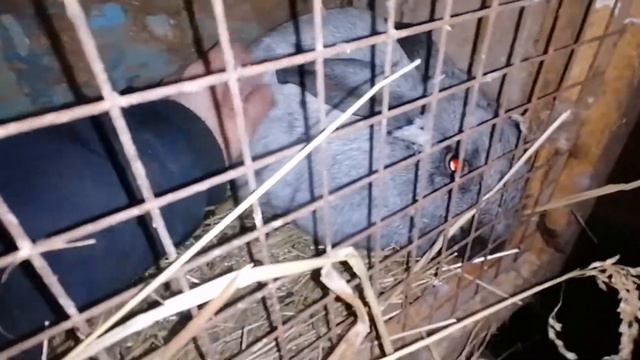 кролики смотреть онлайн