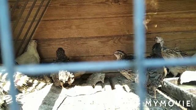 Вес быков. Снова пополнение смотреть онлайн