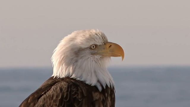 LES ATTAQUES D'AIGLES LES PLUS SPECTACULAIRES AU MONDE ! ? смотреть онлайн