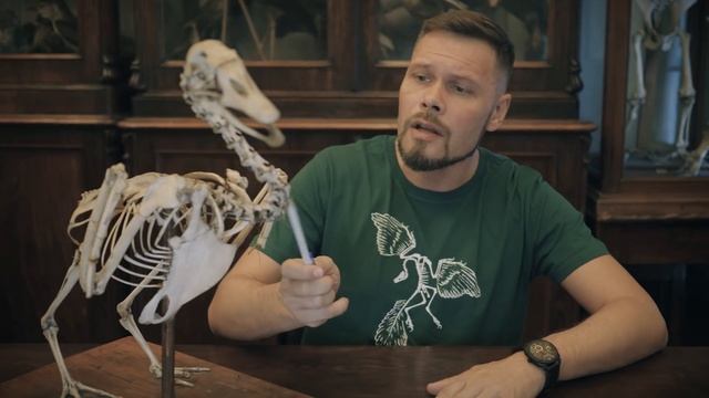 Птицы - это динозавры? Рассказывает Павел Скучас