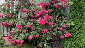 Роза Лагуна (Laguna rose)