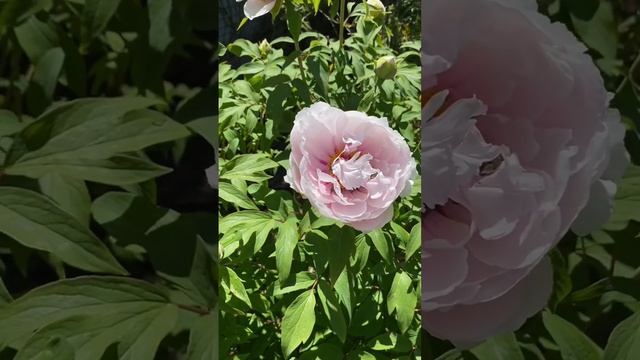 Древовидный пион «Снежный персик» смотреть онлайн