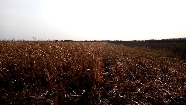Уборка кукурузы ч1. После такой засухи- засохла и личинка Совки. смотреть онлайн