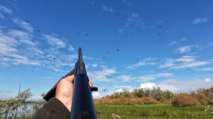 НА ОХОТУ В ТАЙГУ. НАЛЕТ ОГРОМНОЙ СТАИ УТОК. ДВОЙНАЯ ОХОТА.