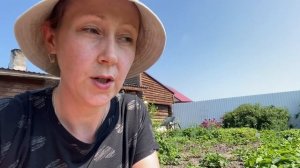 Трипсы на клубнике. Срочно нужна обработка.