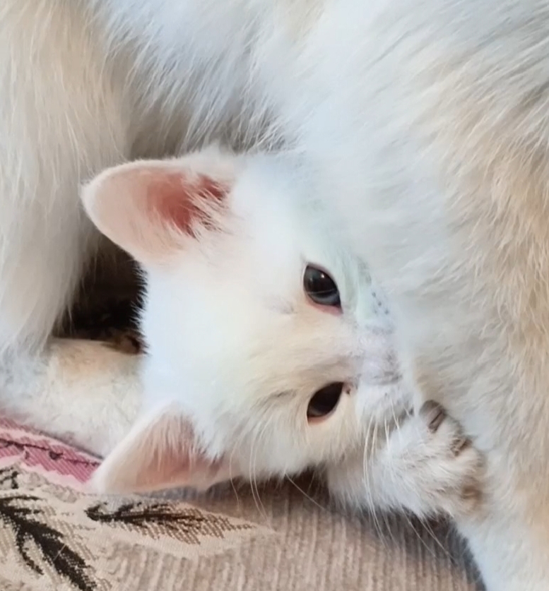 Котенок кошкин хулиган,
Кусает маму он за лапки смотреть онлайн