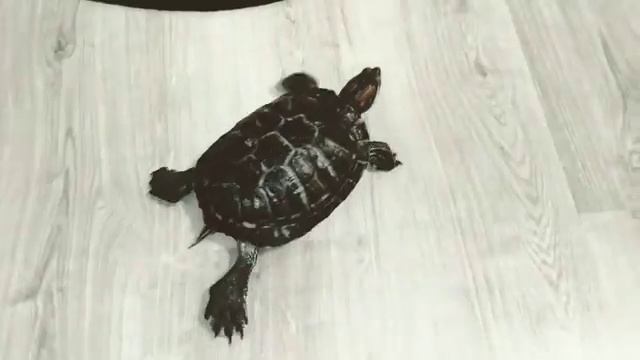 Красноухая Черепаха смотреть онлайн