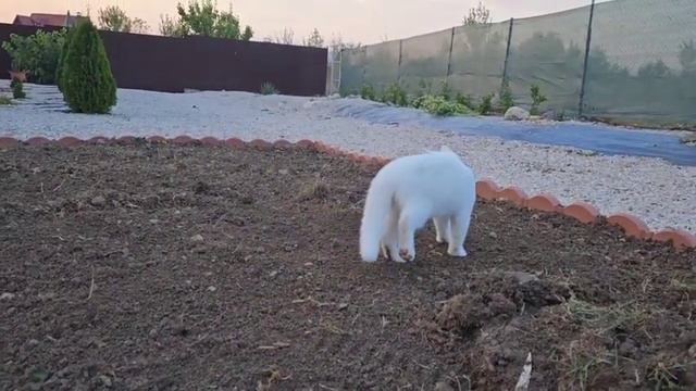 Котики Тишка и Снежок вытворяют на огороде Сажают картошку смотреть онлайн