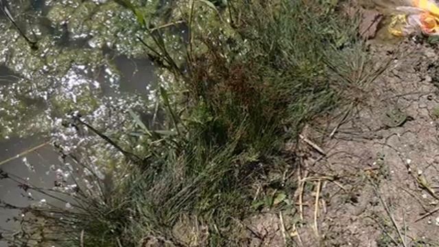 Рыбалка с ужами смотреть онлайн