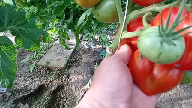 Гном "Крапчатое сердце" обзор в теплице смотреть онлайн