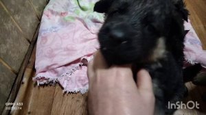 Шок щенки немецкой овчарки хотят есть