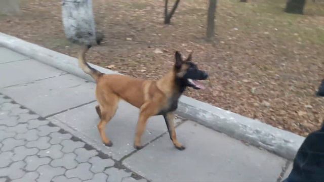 Бельгийская овчарка малинуа Одесса смотреть онлайн