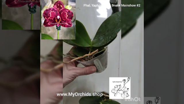 Phalaenopsis Yaphon Black Snake "Mainshow" #2 смотреть онлайн