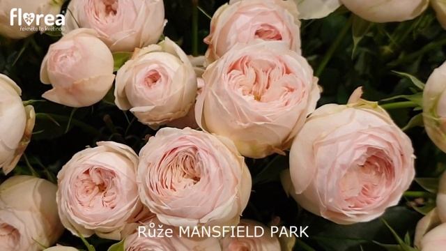 Růže MANSFIELD PARK - Florea.cz смотреть онлайн