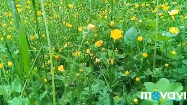 Питер. Парки смотреть онлайн