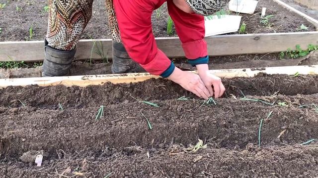 ЛУК ЭКСИБИШЕН! Вы такого способа посадки ещё не видели. Головка лука до 800 грамм! смотреть онлайн