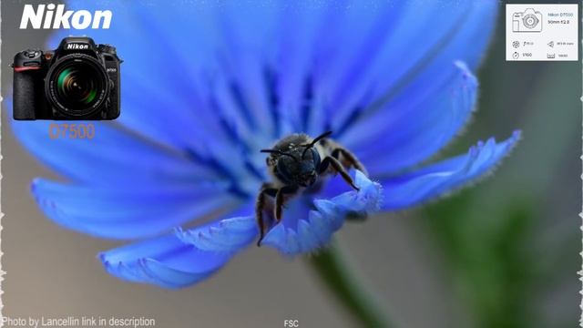 Nikon Cameras of 2017 - Here 3 New Models смотреть онлайн