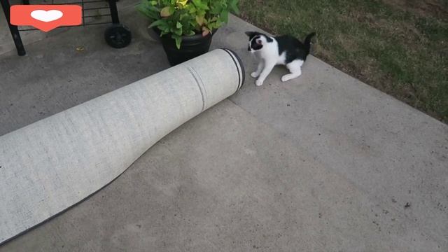 Кошачьи забавы? смотреть онлайн