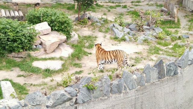 ИЮЛЬСКИЕ МОТИВЫ в зоопарке смотреть онлайн