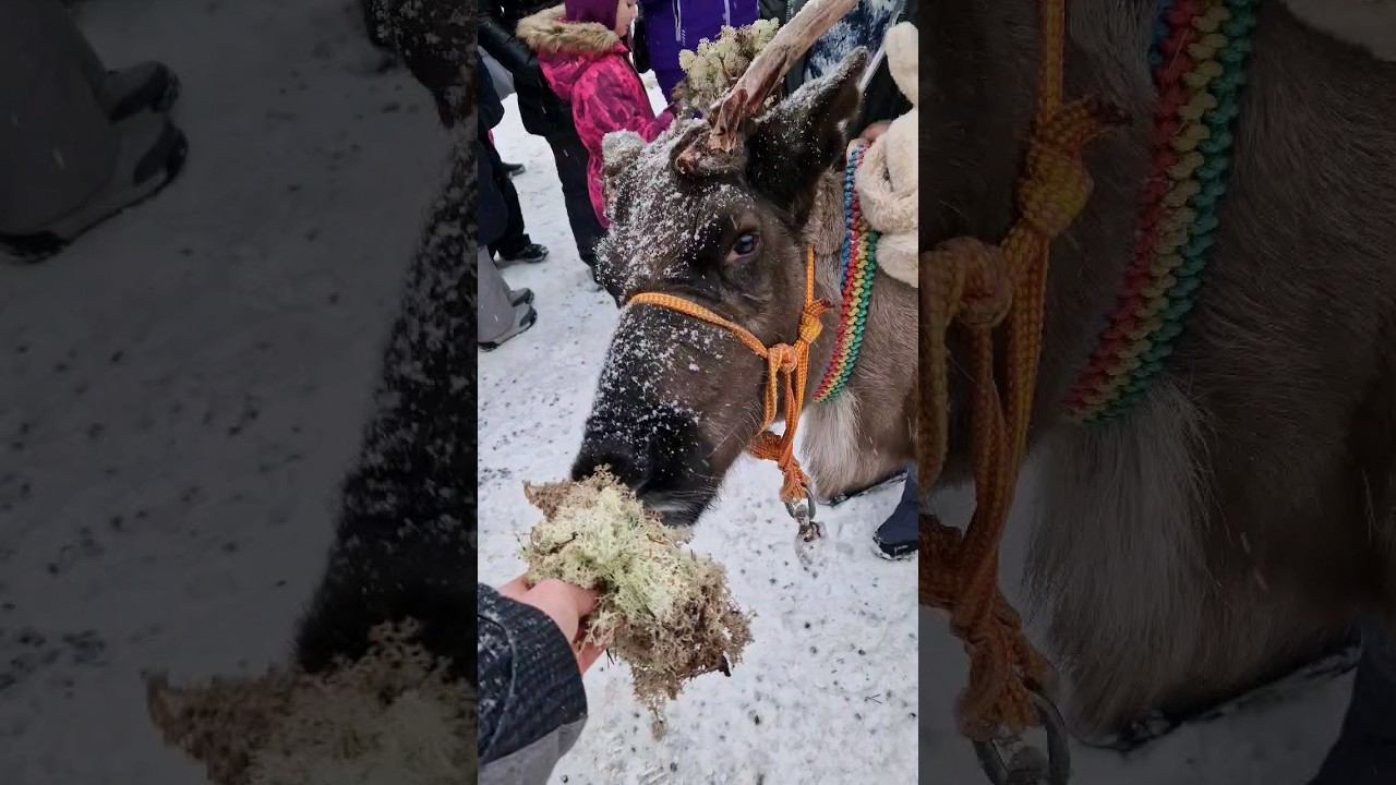 ▷Олени красавцы◁ смотреть онлайн