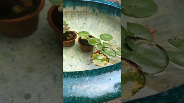 Золотая рыбка в Саду каменных цветов 🐡🇨🇳#гуанчжоу #китай #guangzhou #china #lifeinchina #广州 смотреть онлайн