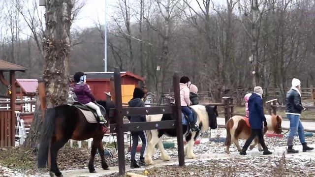 прогулка и обучение езде на лошадях 07-08.01.2022 смотреть онлайн