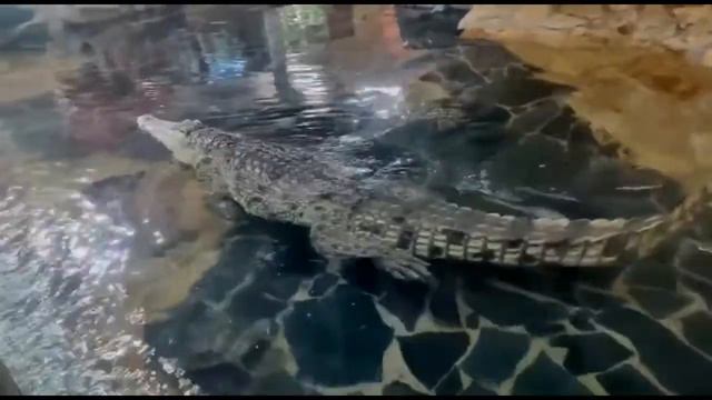 🐊Зоопарк Спб смотреть онлайн